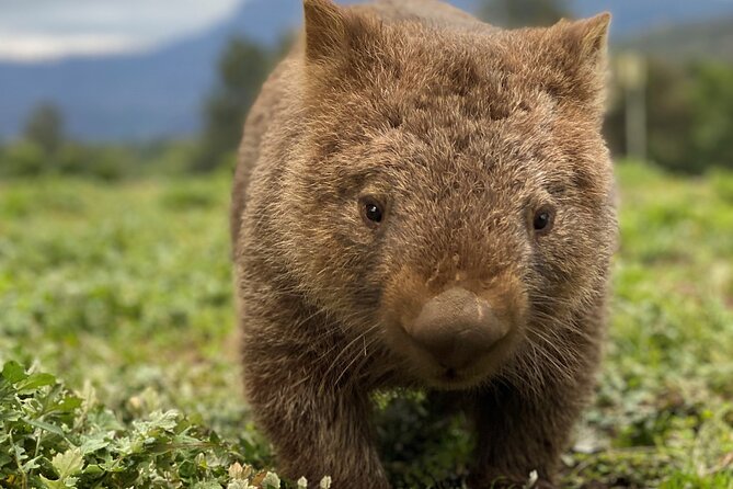 Wild Wombat and Kangaroo Day Tour From Sydney - Customer Reviews