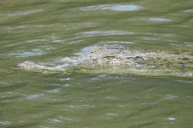 Wildlife at Sungei Buloh Wetland Reserve - Essential Visitor Information