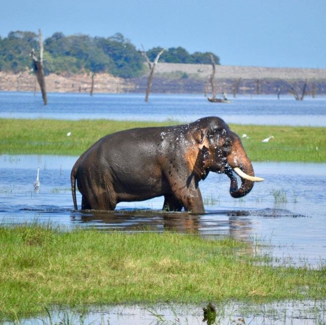 Wildlife Safari to Kaudulla National Park - Customer Reviews and Recommendations