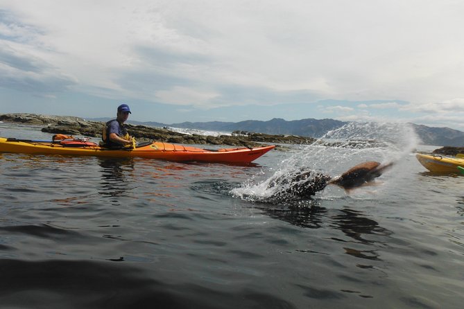 Wildlife Sea Kayaking Tour - Kaikoura - Tour Expectations