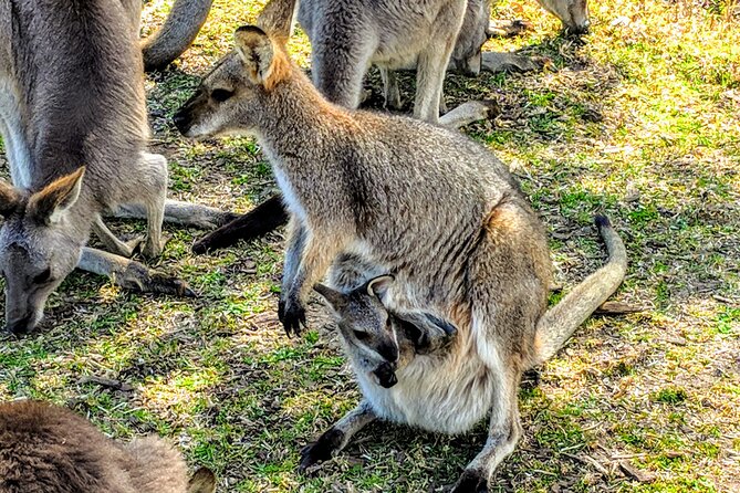 Wildlife, Waterfalls and Wine Day Tour From Sydney - Wildlife Encounters