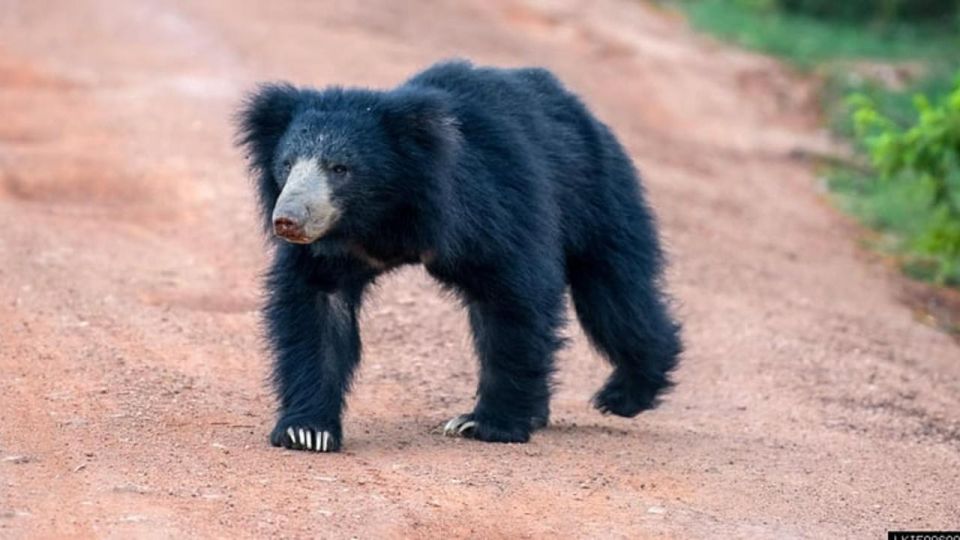 Wilpattu National Park With Safari Jeep & Entrance Ticket - Activity Details