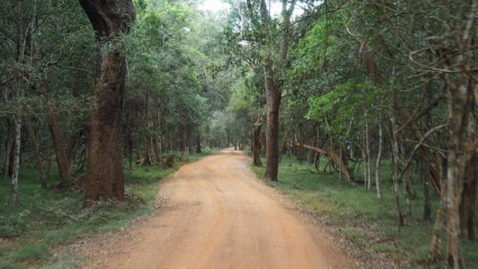 Wilpattu National Park With Safari Jeep & Entrance Ticket - Wildlife Observation Opportunities