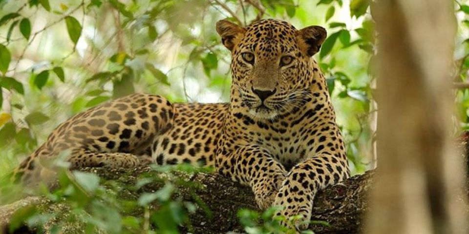 Wilpattu Wildlife Adventure: Day Safari With Picnic Meals - Highlights of the Adventure