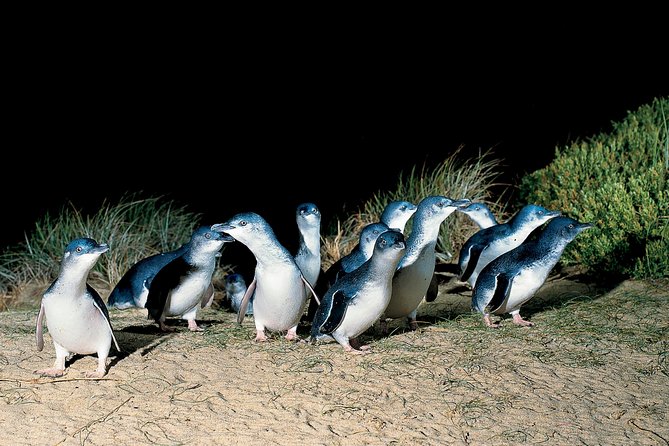 Wilsons Promontory & Phillip Island - Prom & Penguins Tour - Cancellation Policy