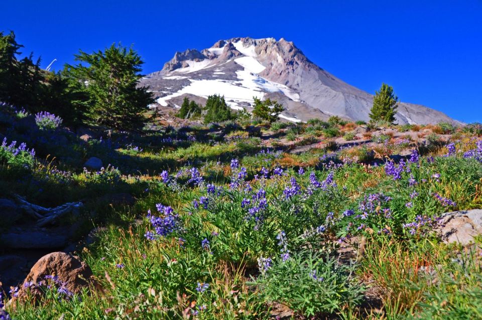 Wine, Waterfalls, and Timberline Tour: A Full Day of Wonder - Customer Reviews and Recommendations