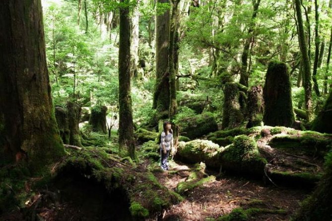 Yakusugi Cedar Forest Walking Tour on Yakushima Island - Cancellation Policy