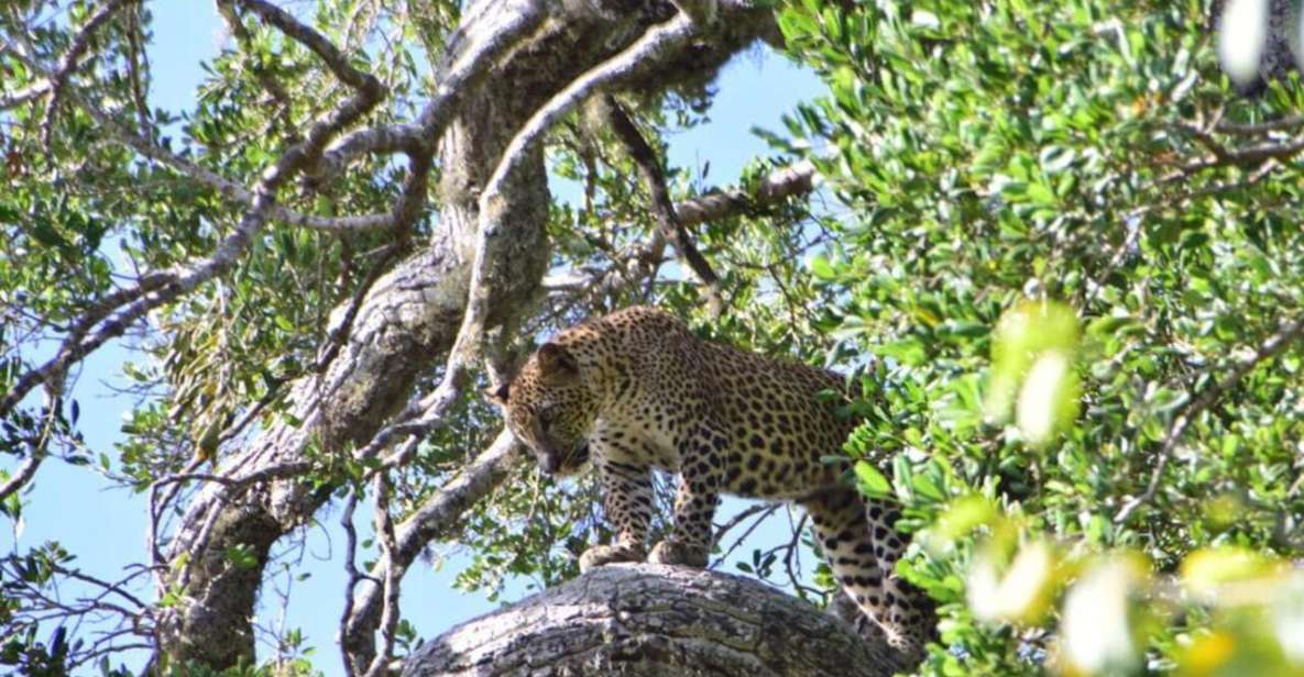 Yala National Park Full Day Safari - Experience Highlights and Photography Opportunities