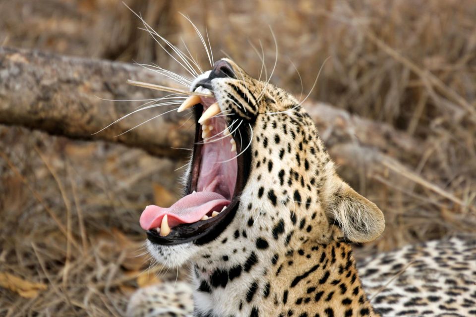 Yala National Park: Leopard Safari Full Day Tour With Lunch - Experience Highlights