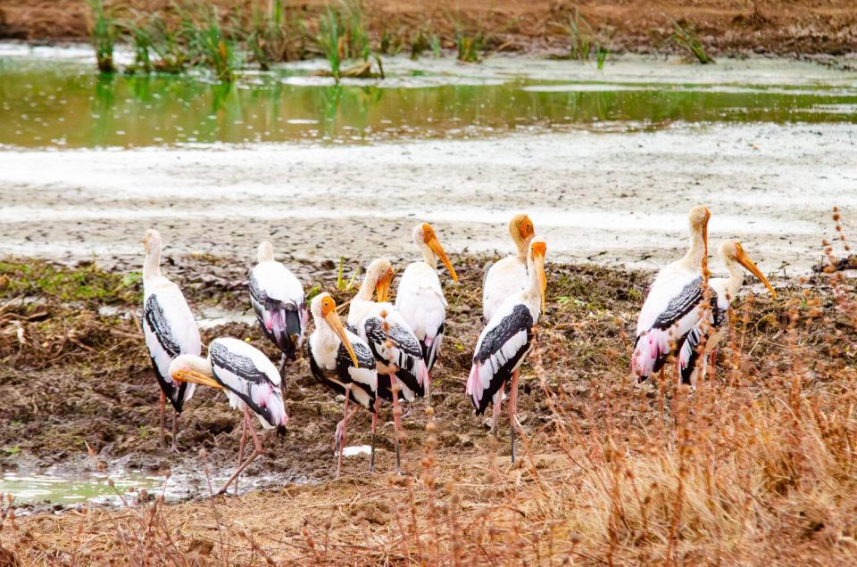 Yala National Park Wildlife Safari From Hambantota - Safari Experience Details