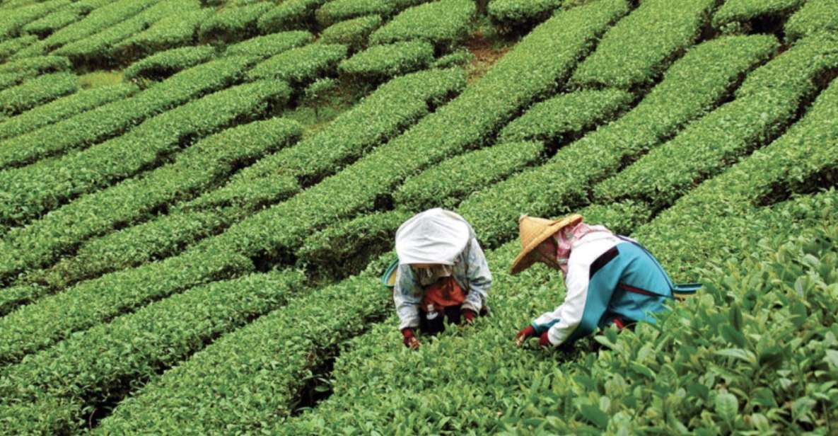 Yangshuo: Tea Plantation and Xianggong Hill Half-Day Tour - Inclusions and Experiences