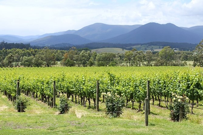 Yarra Valley Wine & Food Day Tour From Melbourne With Lunch at Yering Station - Cancellation Policy