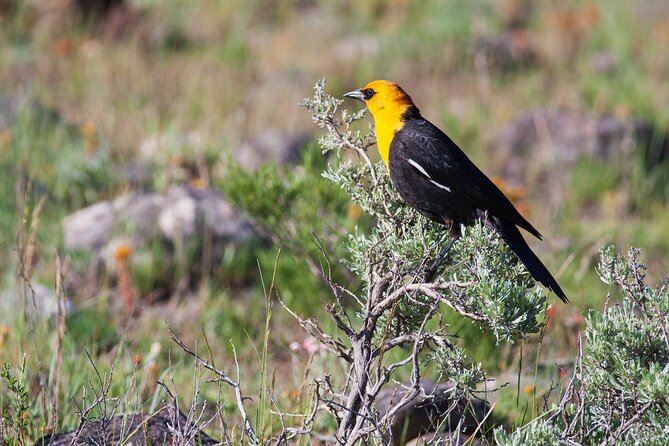 Yellowstone Wildlife Safari From Bozeman - Private Tour - Private Tour Benefits