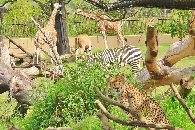 Yokohama Zoo Zoorasia Admission Ticket - Visitor Experience