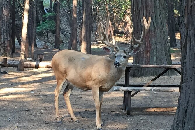 Yosemite Highlights Small Group Tour - Meal Options and Inclusions