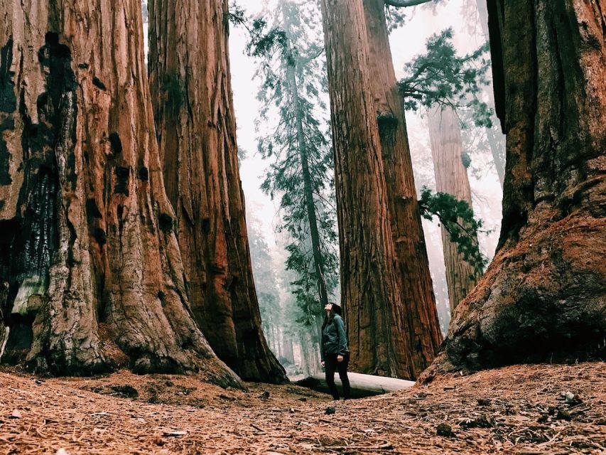 Yosemite Nat'l Park: Curry Village Semi-Guided 2-Day Tour - Booking Information