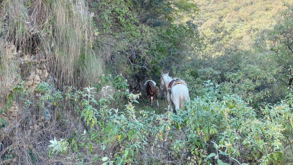 Yungas : Horseback Riding in the Jungle Picnic - Safety and Requirements