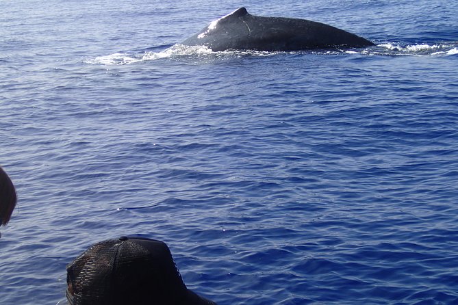 Zodiac Raft Whale Watching Adventure - Coastal Exploration