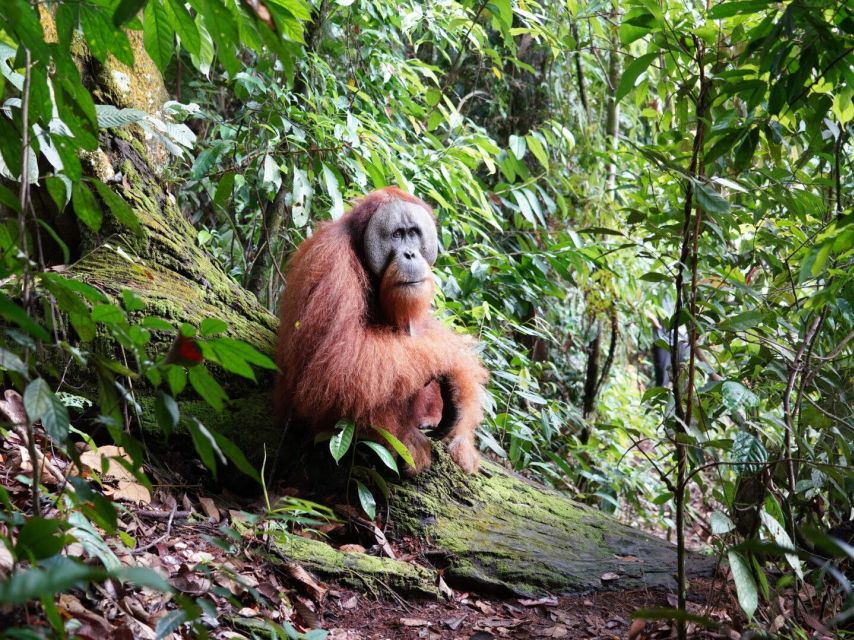 3D2N Orangutan Expedition:from Bukit Lawang - Key Points