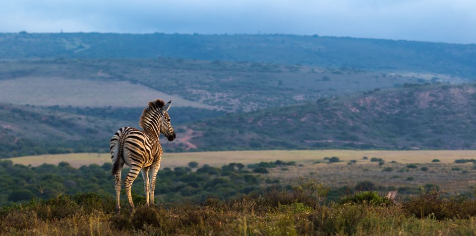 4-Day Addo to Karoo Safari - Just The Basics