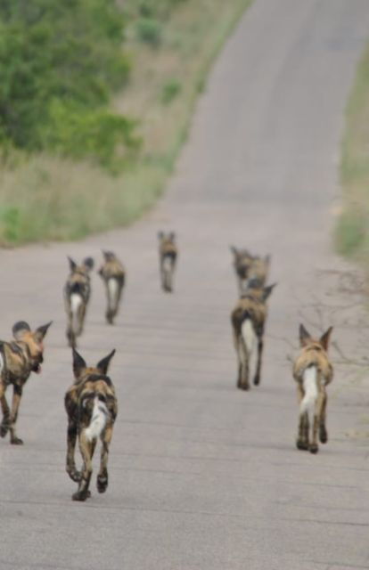 4 Day Kruger Park and Panorama Route Tour - Just The Basics