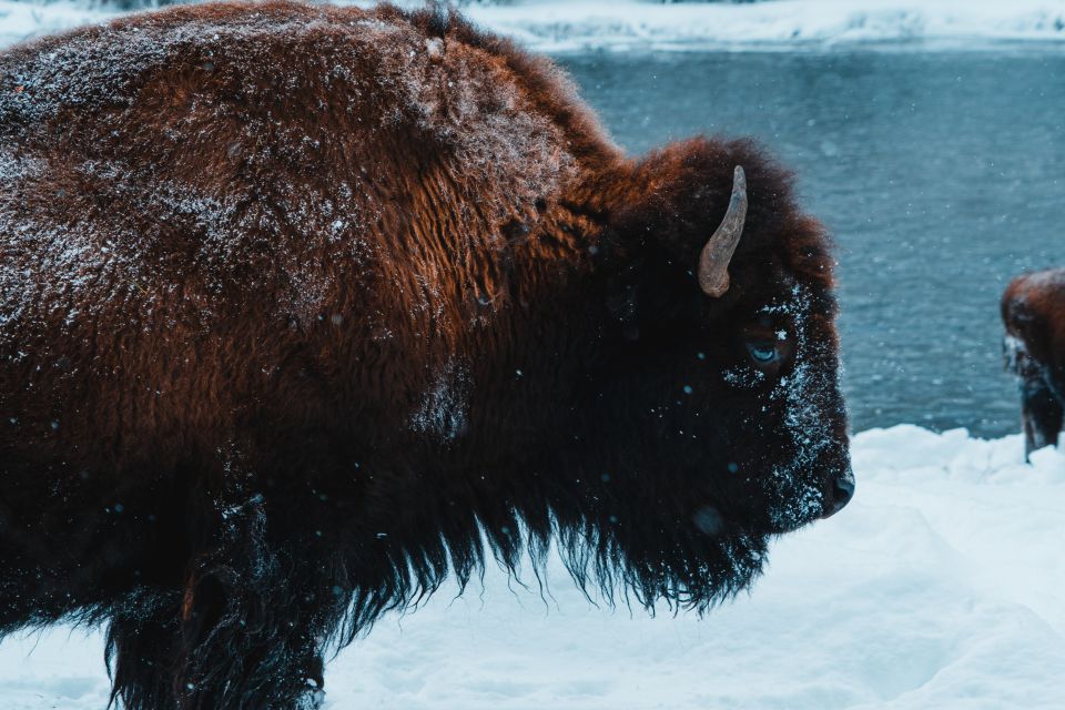 4-Day Winter Yellowstone Tour - Key Points