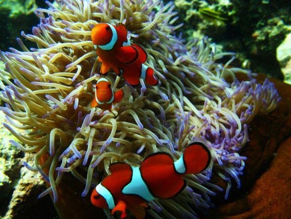 40-Minute Great Barrier Reef Scenic Flight From Cairns - Just The Basics