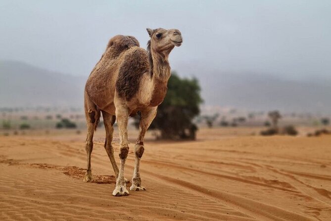 4*4 Sahara Desert Day Trip Including Couscous & Tajine for Lunch - Tour Highlights