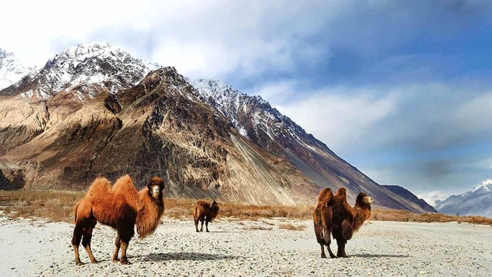 08 Days Taj Mahal Tour With Hemis National Park - Leh Adventure