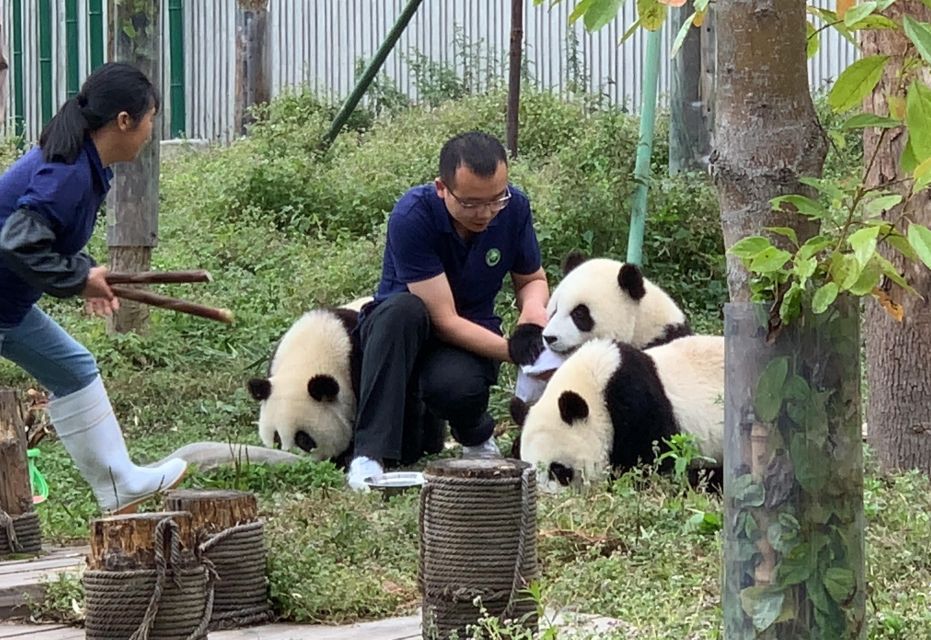 1-day Dujiangyan Panda Volunteer Tour - Pricing and Booking