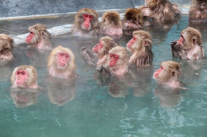 1-Day Private Snow Monkey ZenkoJi Temple & SakeTasting NaganoTour - Additional Details