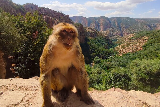 1 Day Tour From Marrakech to Ouzoud Waterfalls Small-Group - Tour Details and Additional Costs