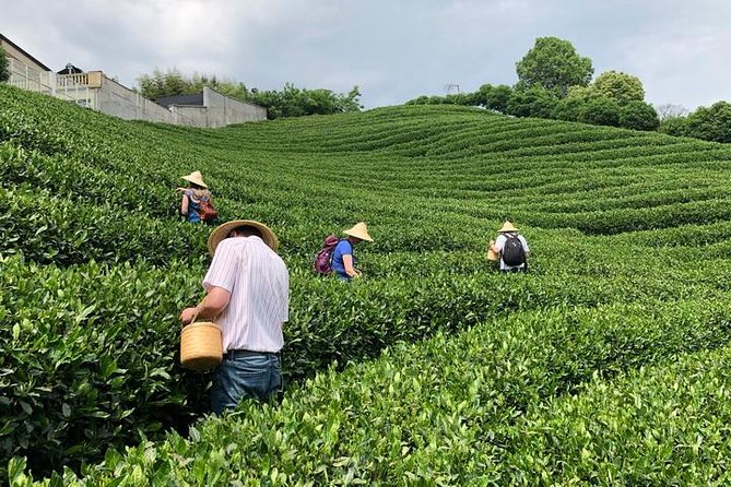 1-Day Village Tea Picking, Roasting & Serving Guided Private Tour From Hangzhou - Last Words