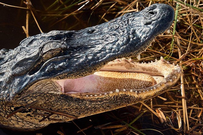 1-Hour Air Boat Ride and Nature Walk With Naturalist in Everglades National Park - Tour Guide Appreciation and Wildlife Encounters