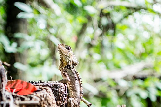 1-Hour Daintree River Wildlife Cruise - Recommendations and Overall Feedback