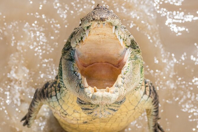 1 Hour Jumping Crocodile Cruise on the Adelaide River - Tour Details