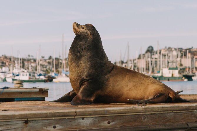 1 Hour Pedal Boat Rental in San Diego: Day or Night Glow Options - Customer Feedback