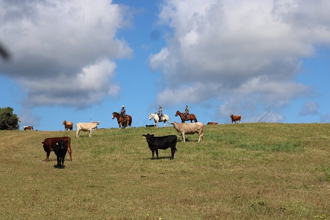 1 Hour Scenic Horseback Ride - Last Words