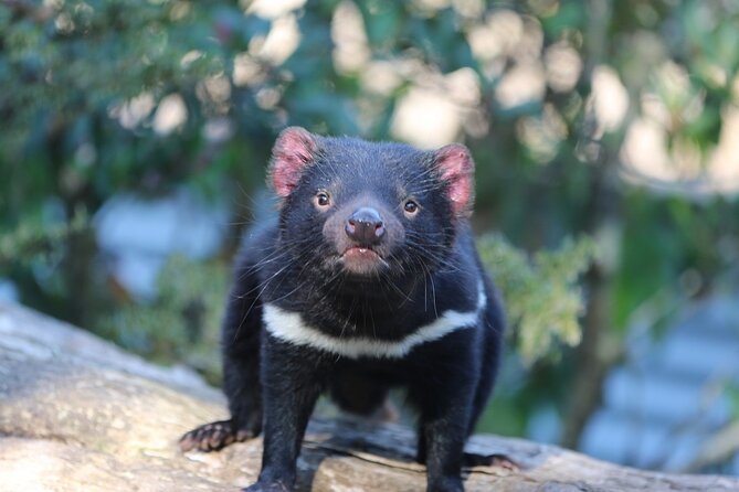 1-Hour Tasmanian Devil Feeding Day Tour at Cradle Mountain - Common questions