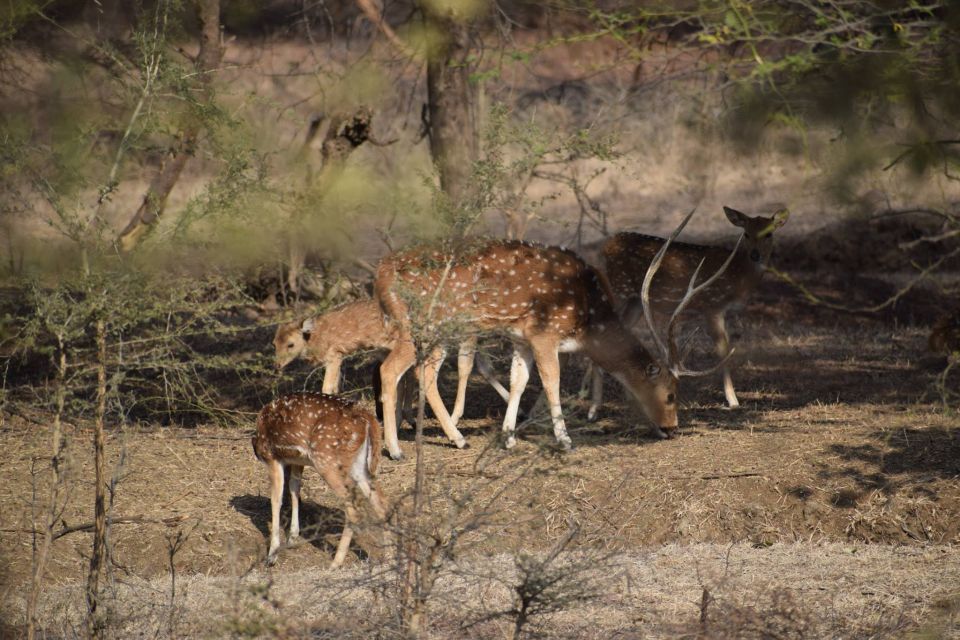 1 Night 2 Days Ranthambhore WildLife Tour From Jaipur - Exclusions and Dress Code