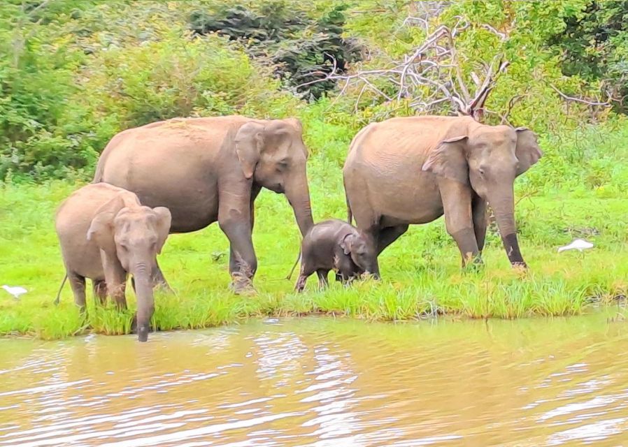 14 Days Tour Package Sri Lanka - Day 04: Scenic Train to Ella