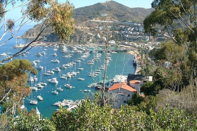 15 Minute Semi-Submarine Tour of Catalina Island From Avalon - Departure Schedule