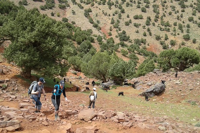 2-Day Guided Trek of the Atlas Mountains and Berber Villages - Traveler Reviews and Testimonials