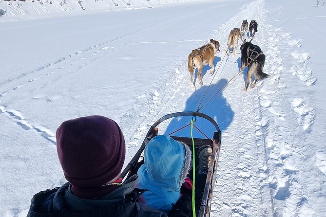 2 Day Overnight Cabin at the Kennel With Dog Sledding in Alta - Bond With Huskies and Sled Dogs