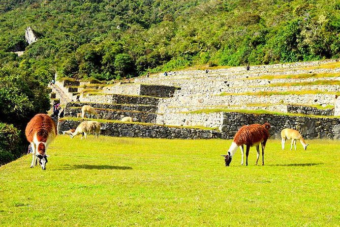 2-Day Private Tour of the Inca Trail to Machu Picchu - Customer Reviews