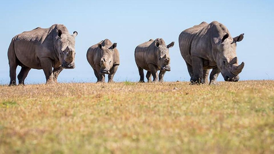 2 Day Small Group Cape Town: Garden Route Big 5 Safari Tour - Accommodation and Overnight Stay