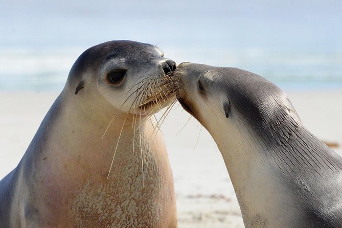 2 Day Ultimate Kangaroo Island With Return Ferry - Booking Information