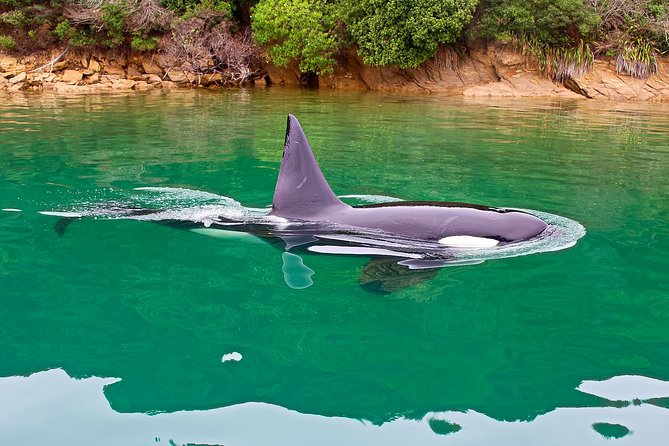 2 Hour Dolphin Viewing Eco-Tour From Picton - Safety Briefing