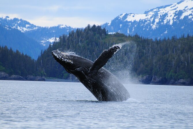 26 Glacier Cruise and Coach From Anchorage, AK - Glacier Viewing, Transportation, and Lunch