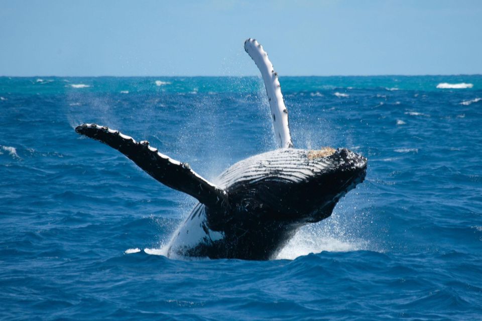 2in1 Samaná Bay Whale Watching Bacardi Island Experiences - Pickup Locations